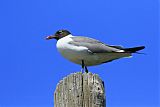 Laughing Gull